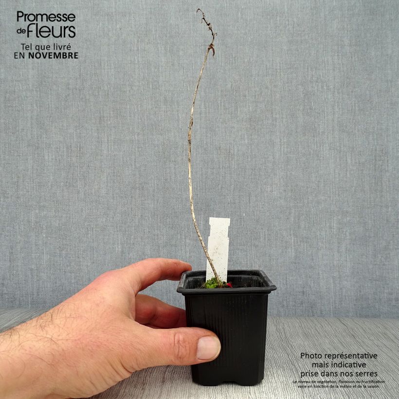 Hosta Purple Heart 8/9 cm pot sample as delivered in autumn