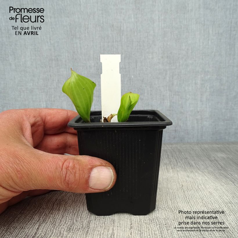 Hosta Purple Heart 8/9 cm pot sample as delivered in spring