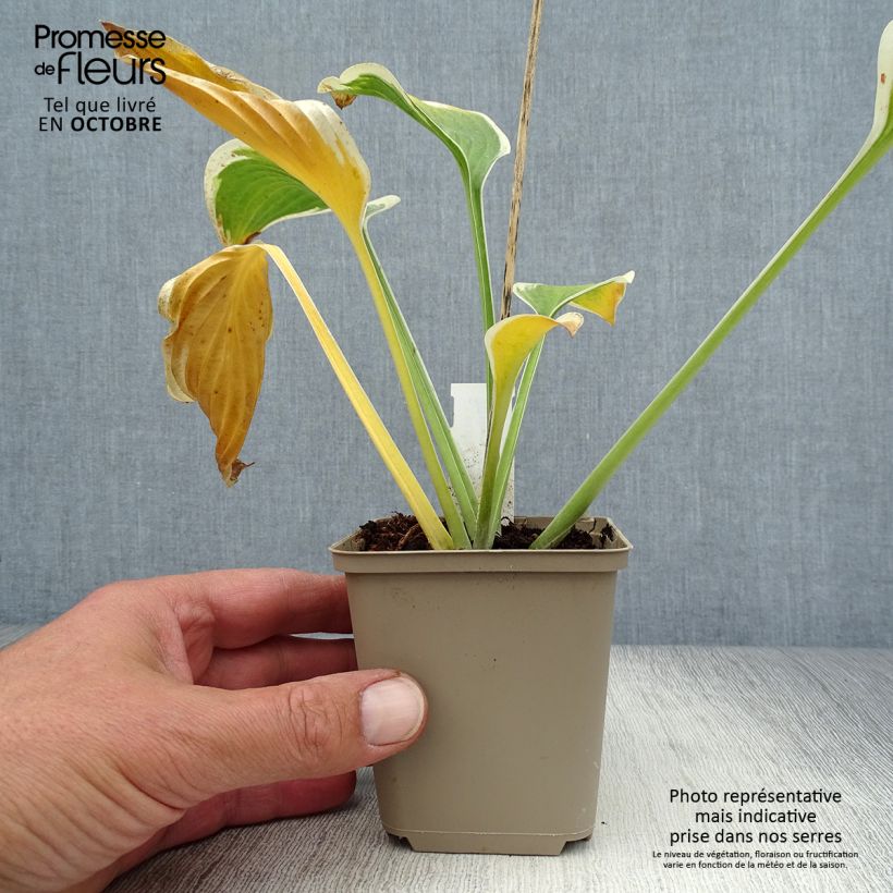 Hosta Queen Josephine 8/9 cm pot sample as delivered in autumn