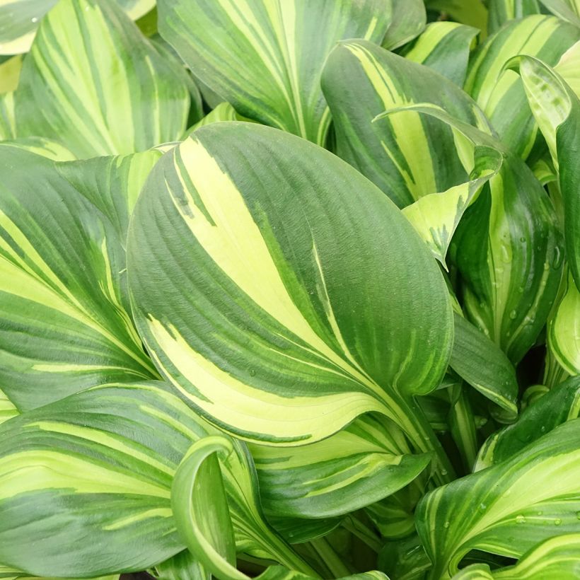 Hosta Rainbows End (Foliage)