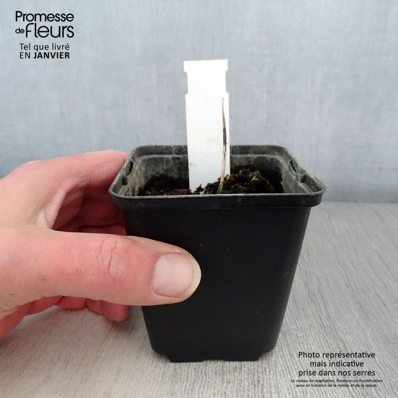 Hosta Remember Me 8/9 cm pot sample as delivered in winter