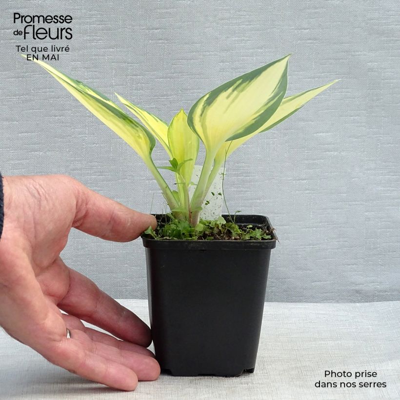 Hosta Remember Me 8/9 cm pot sample as delivered in spring