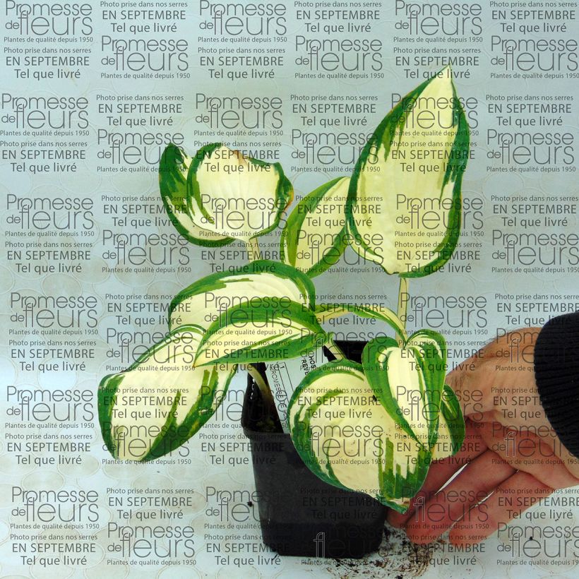 Example of Hosta Reversed 8/9 cm pot specimen as delivered