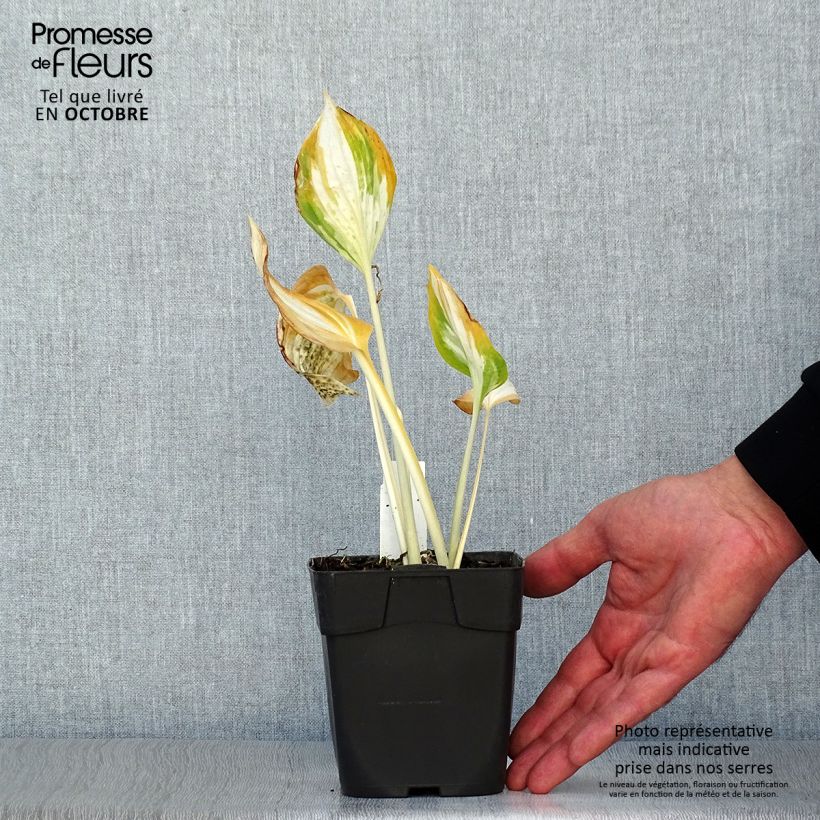 Hosta Revolution 8/9 cm pot sample as delivered in autumn