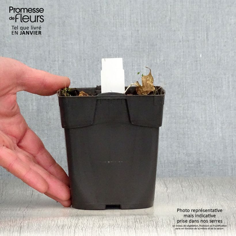 Hosta Revolution 8/9 cm pot sample as delivered in winter