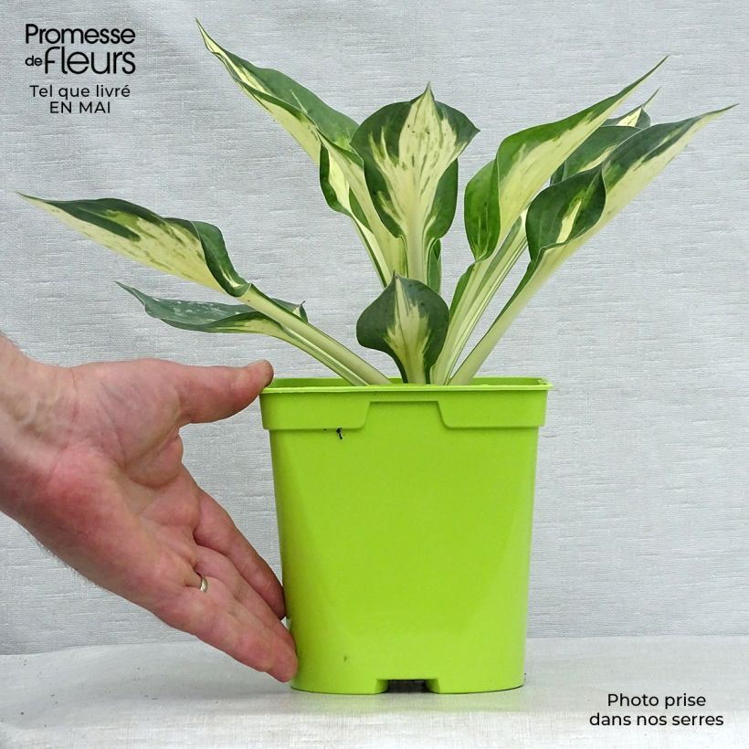 Hosta Revolution 2L/3L pot sample as delivered in spring