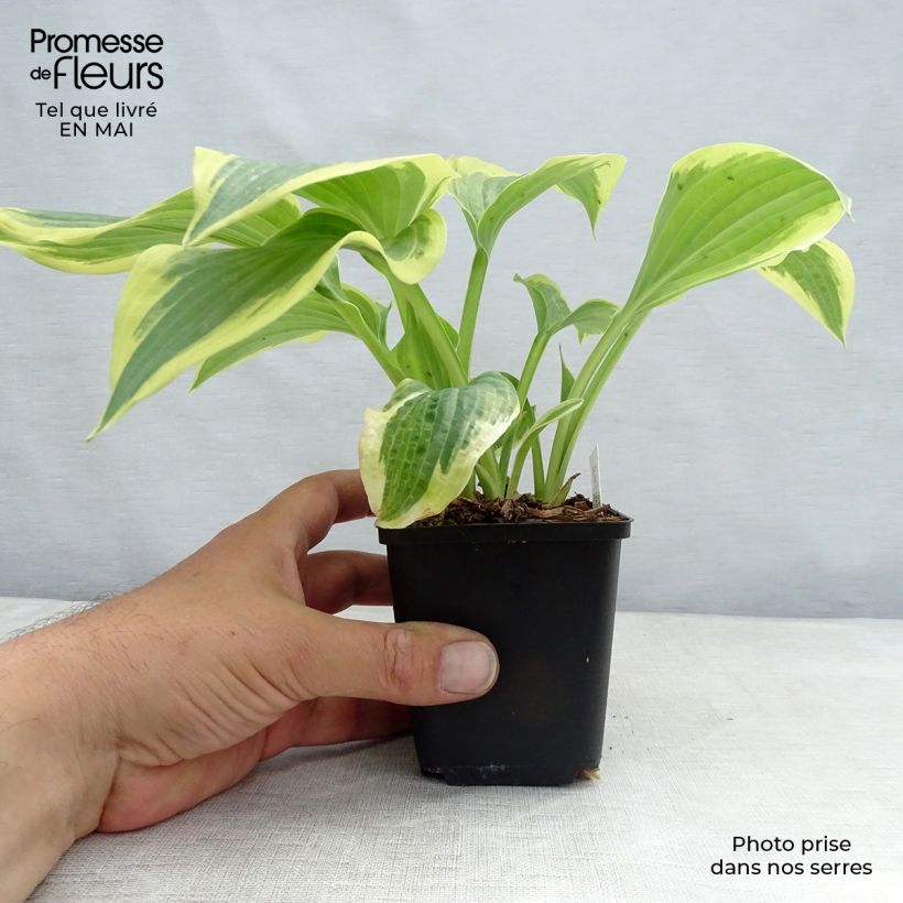Hosta Robert Frost 8/9 cm pot sample as delivered in spring