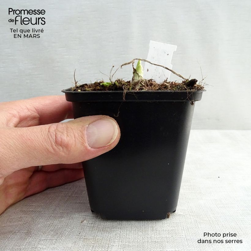 Hosta Royal Standard 8/9 cm pot sample as delivered in winter