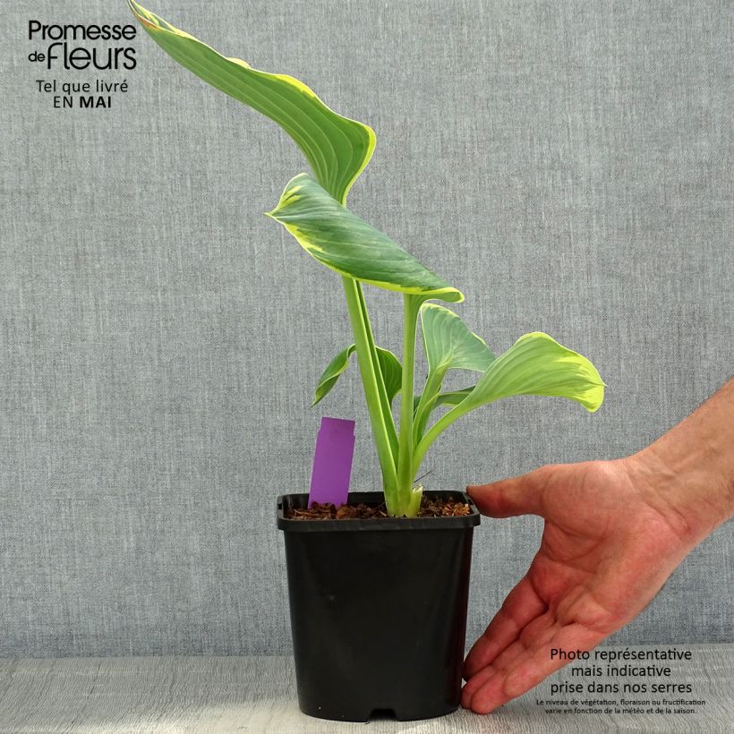 Hosta fluctuans Sagae 1.5L/2L pot sample as delivered in spring
