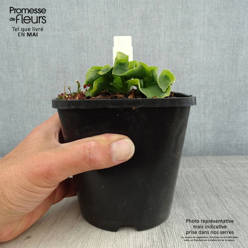 Hosta School Mouse 1.5L/2L pot sample as delivered in spring