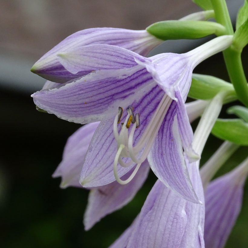 Hosta Siberian Tiger (Flowering)