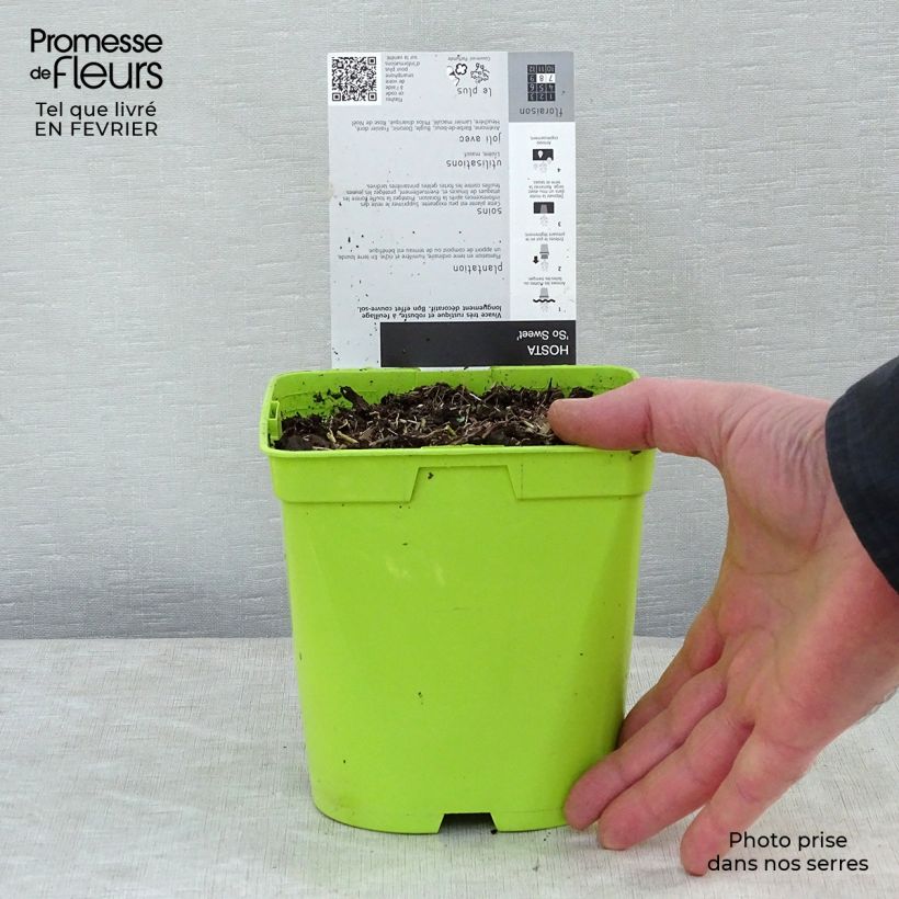 Hosta So Sweet 2L/3L pot sample as delivered in winter