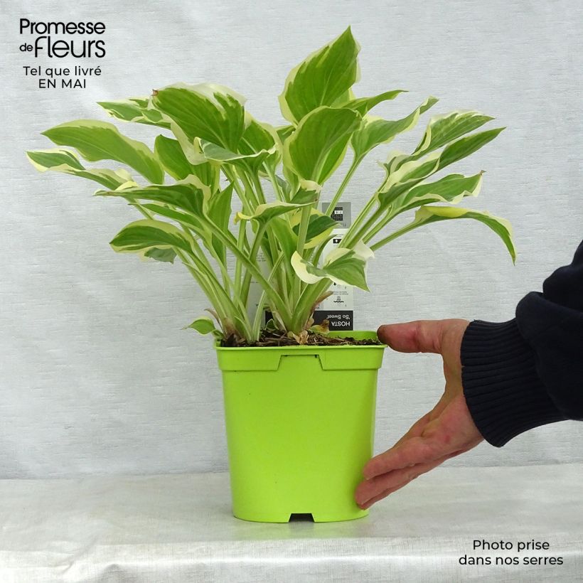 Hosta So Sweet 2L/3L pot sample as delivered in spring
