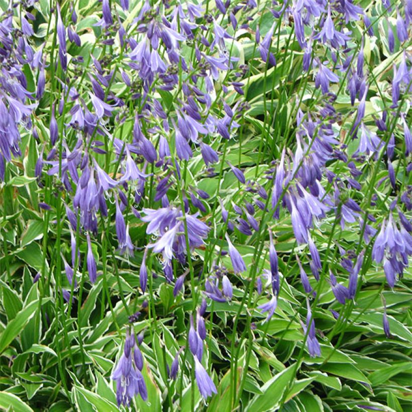 Hosta Stiletto (Flowering)