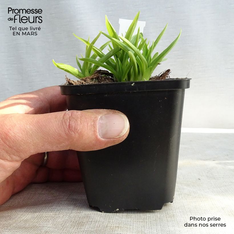 Hosta Stiletto 8/9 cm pot sample as delivered in spring