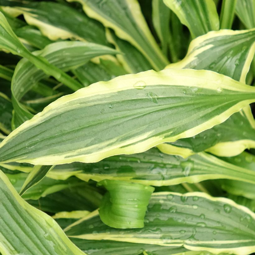 Hosta Stiletto (Foliage)