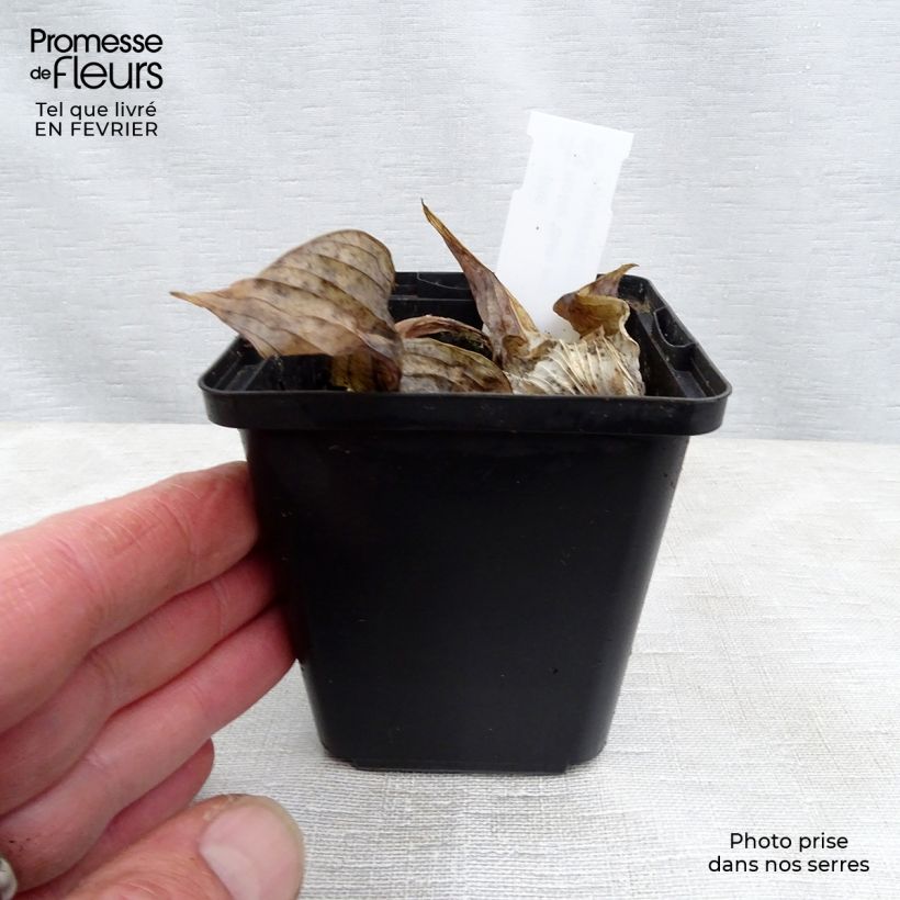Hosta Sum and Substance 8/9 cm pot sample as delivered in winter