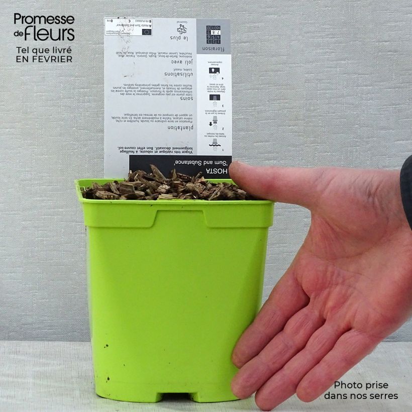 Hosta Sum and Substance 1.5L/2L pot sample as delivered in winter