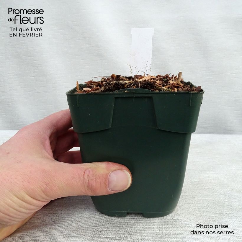 Hosta Summer Breeze 8/9 cm pot sample as delivered in winter