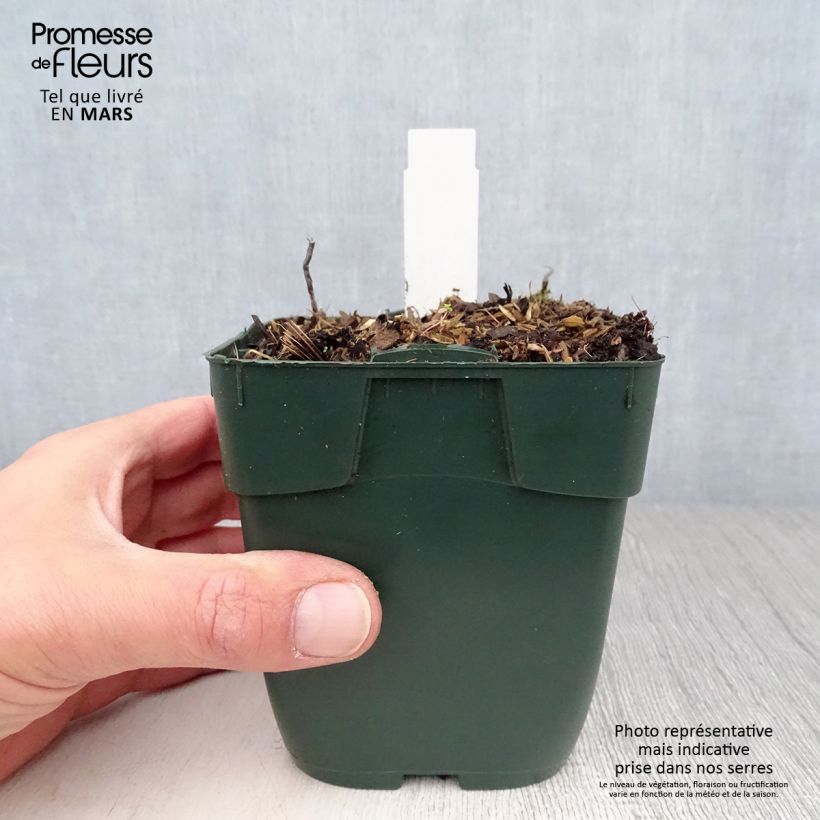 Hosta Summer Breeze 8/9 cm pot sample as delivered in spring