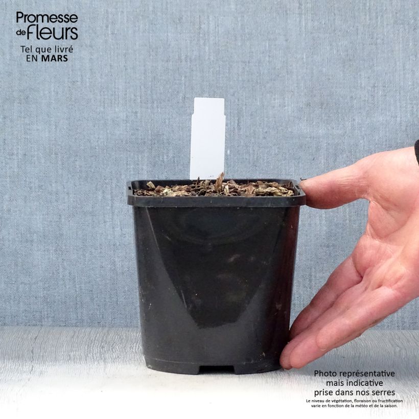 Hosta T Rex 1.5L/2L pot sample as delivered in spring