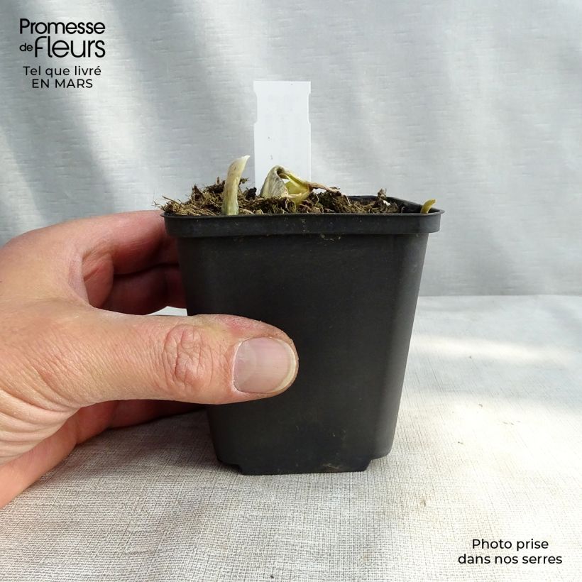 Hosta  The King 8/9 cm pot sample as delivered in winter