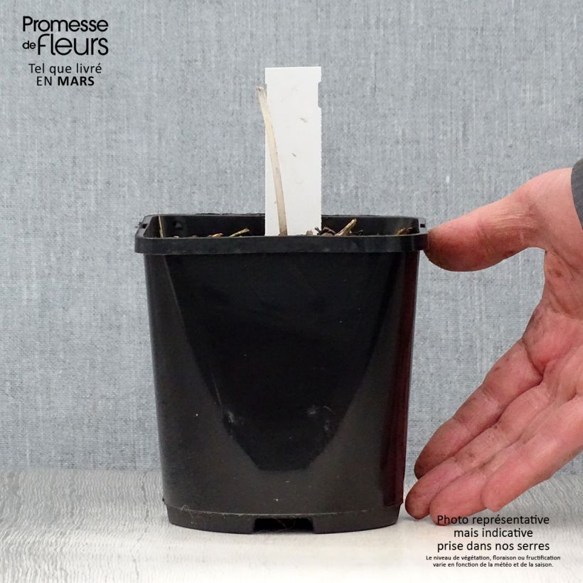 Hosta The Queen 1.5L/2L pot sample as delivered in spring