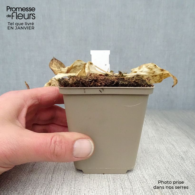 Hosta Touch Of Class 8/9 cm pot sample as delivered in winter