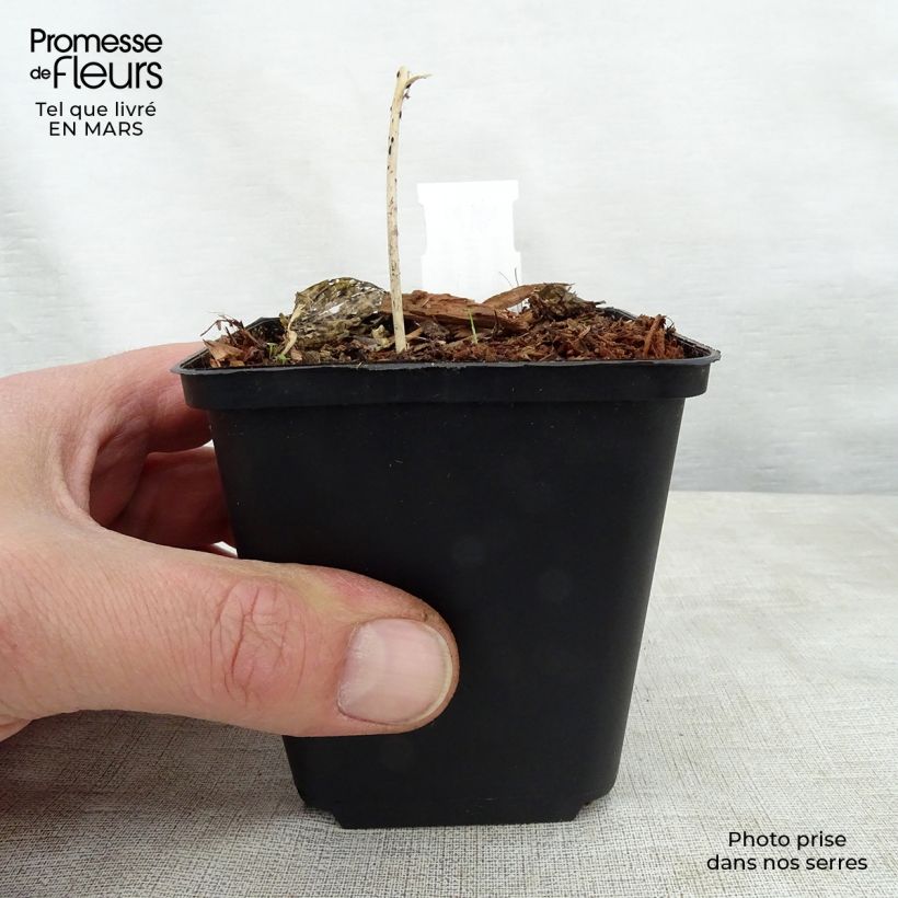 Hosta Touch Of Class 8/9 cm pot sample as delivered in spring