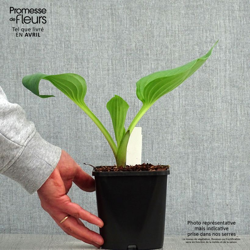 Hosta UFO 1.5L/2L pot sample as delivered in spring