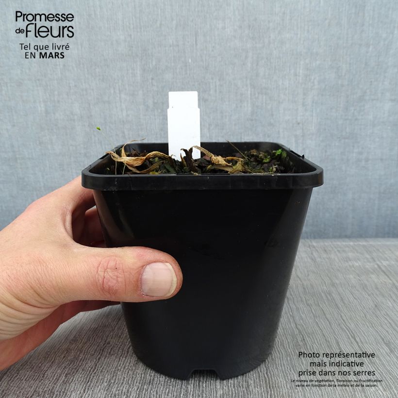 Hosta Victor 1.5L/2L pot sample as delivered in winter