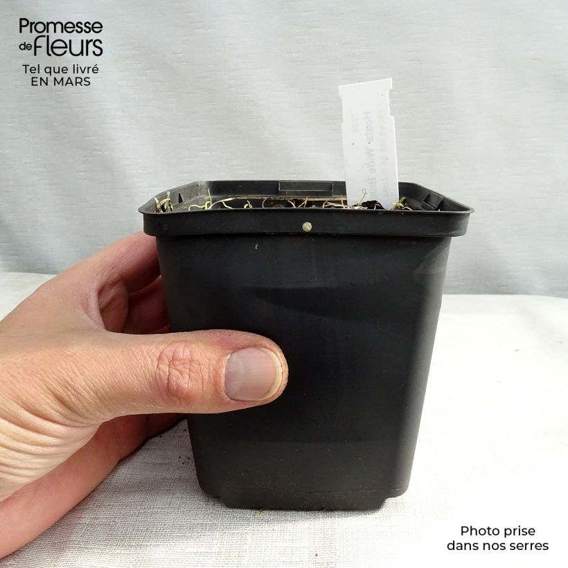 Hosta Wide Brim 8/9 cm pot sample as delivered in spring