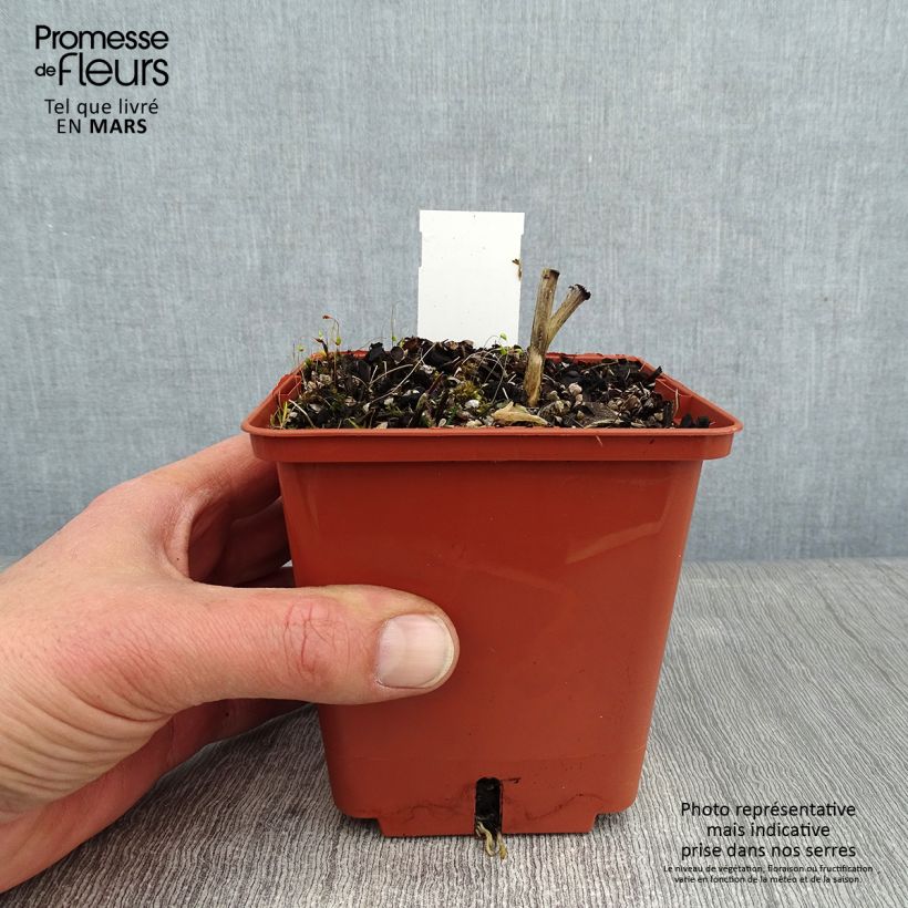 Hosta  Winter Snow 1L/1.5L pot sample as delivered in winter