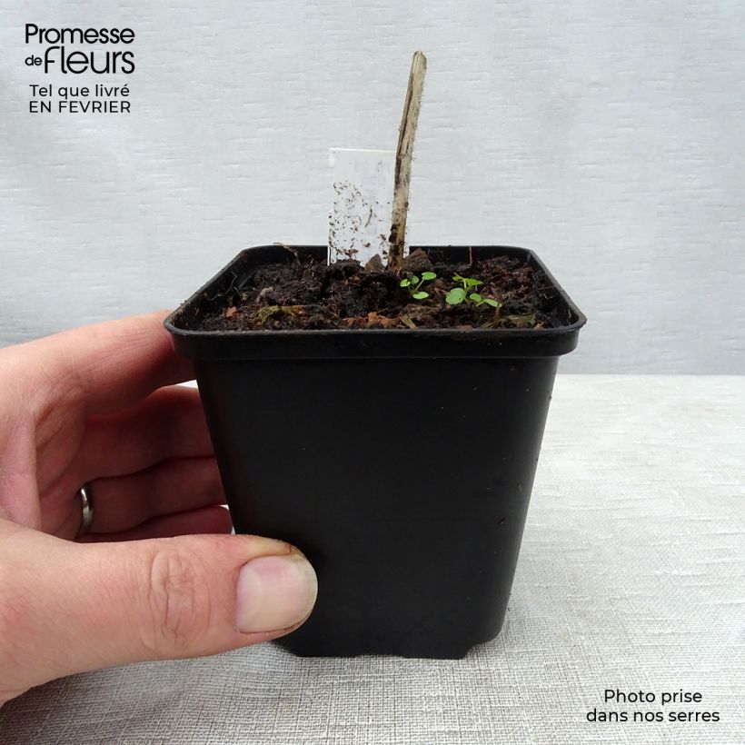 Hosta fire Island 8/9 cm pot sample as delivered in winter