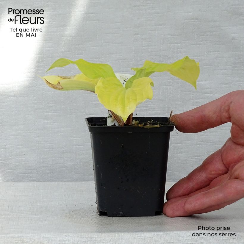 Hosta fire Island 8/9 cm pot sample as delivered in spring