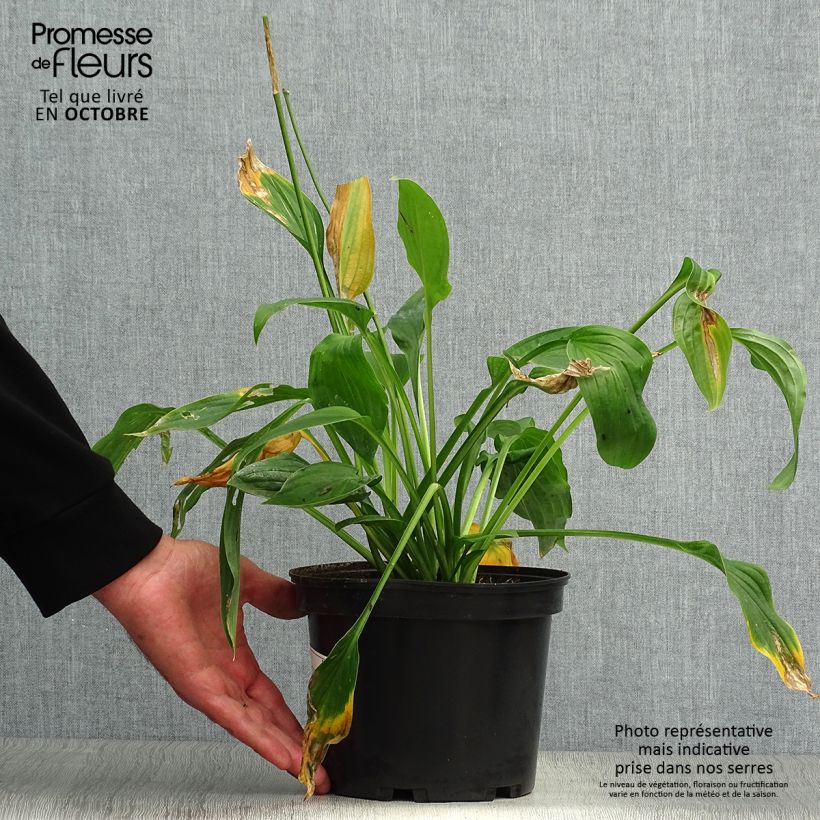 Hosta fortunei albopicta 2L/3L pot sample as delivered in autumn