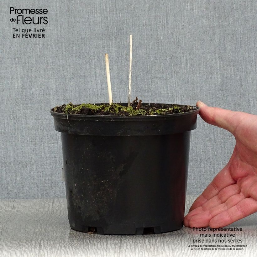 Hosta fortunei albopicta 2L/3L pot sample as delivered in winter