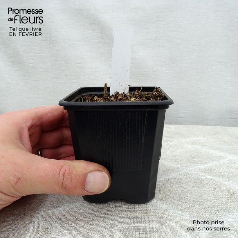 Hosta fortunei Gold Standard 8/9 cm pot sample as delivered in winter