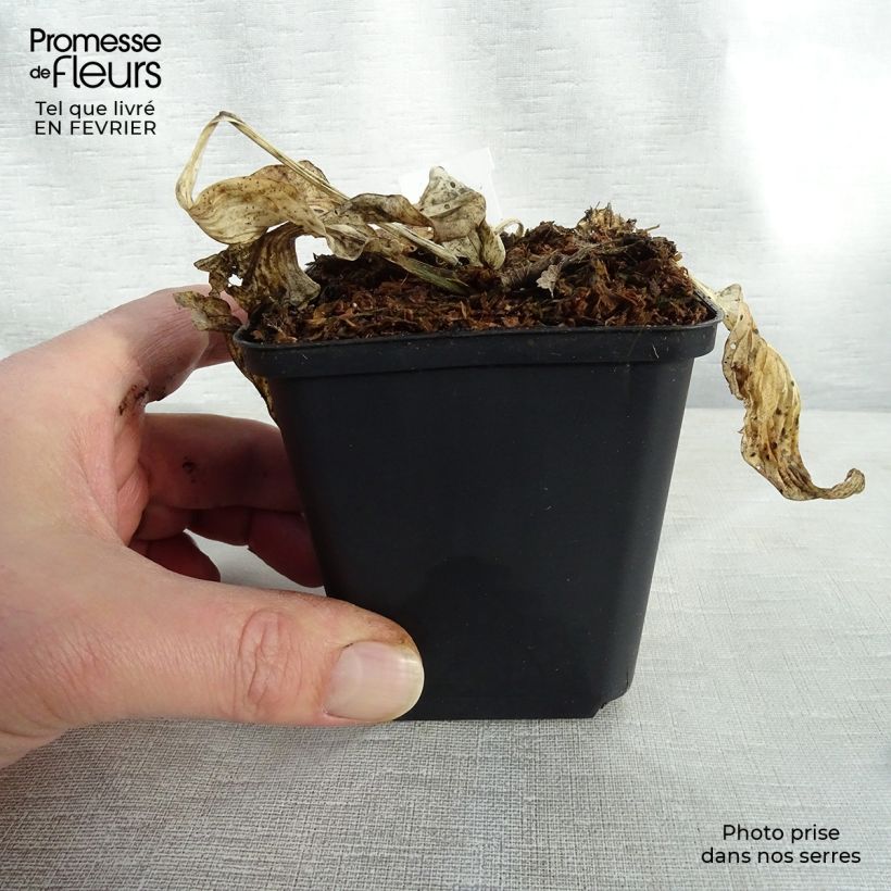 Hosta fortunei Patriot 8/9 cm pot sample as delivered in winter