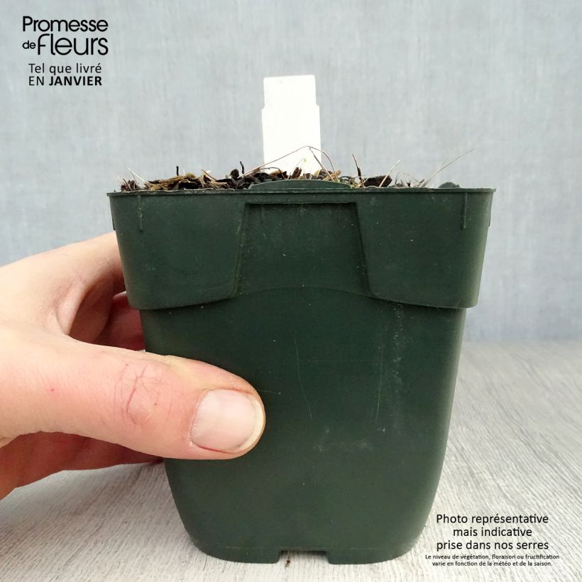 Hosta fortunei Twilight 8/9 cm pot sample as delivered in winter