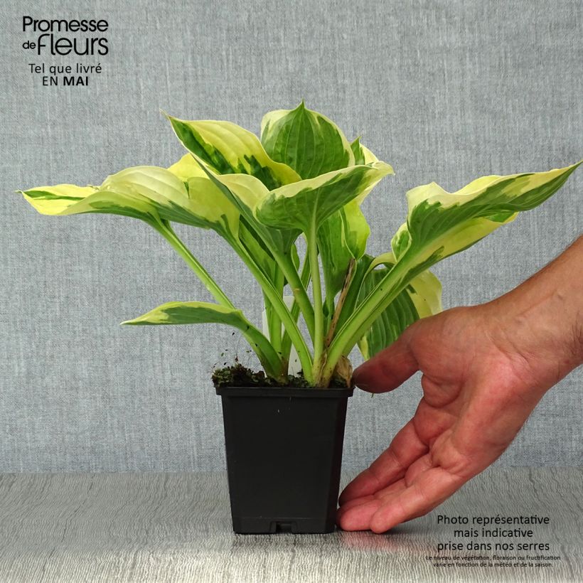 Hosta fortunei Twilight 8/9 cm pot sample as delivered in spring