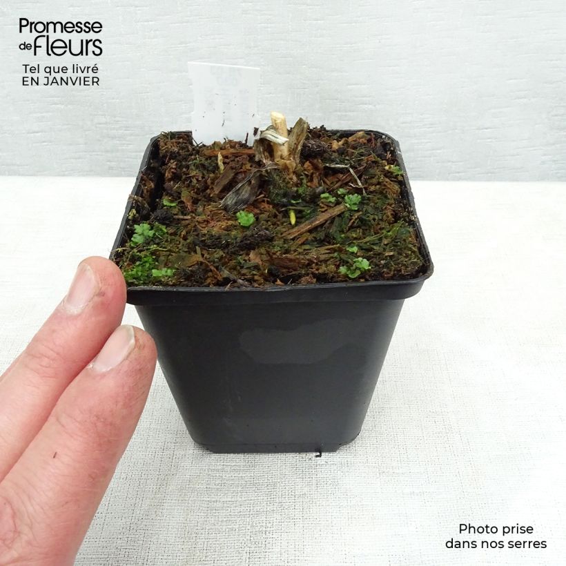 Hosta fortunei hyacinthina 8/9 cm pot sample as delivered in winter