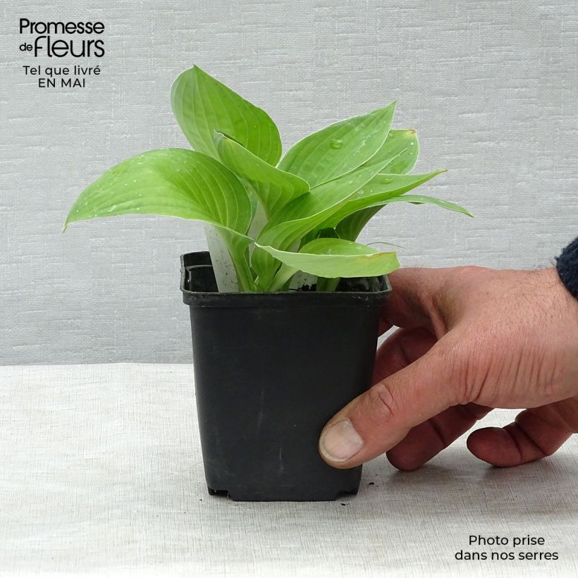 Hosta fortunei hyacinthina 8/9 cm pot sample as delivered in spring