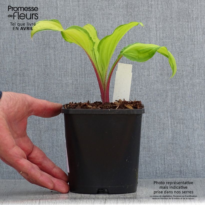 Hosta Lipstick Kiss 1.5L/2L pot sample as delivered in spring