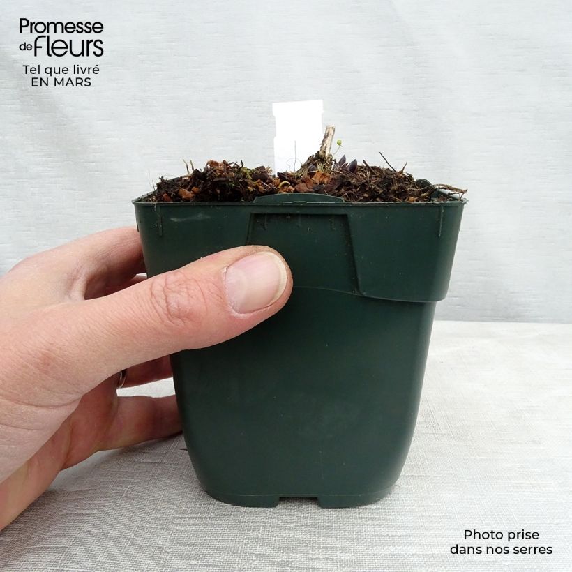 Hosta montana Yellow River 8/9 cm pot sample as delivered in spring