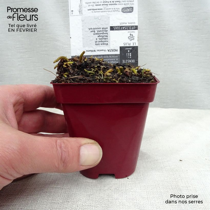 Hosta sieboldiana Frances Williams 8/9 cm pot sample as delivered in winter