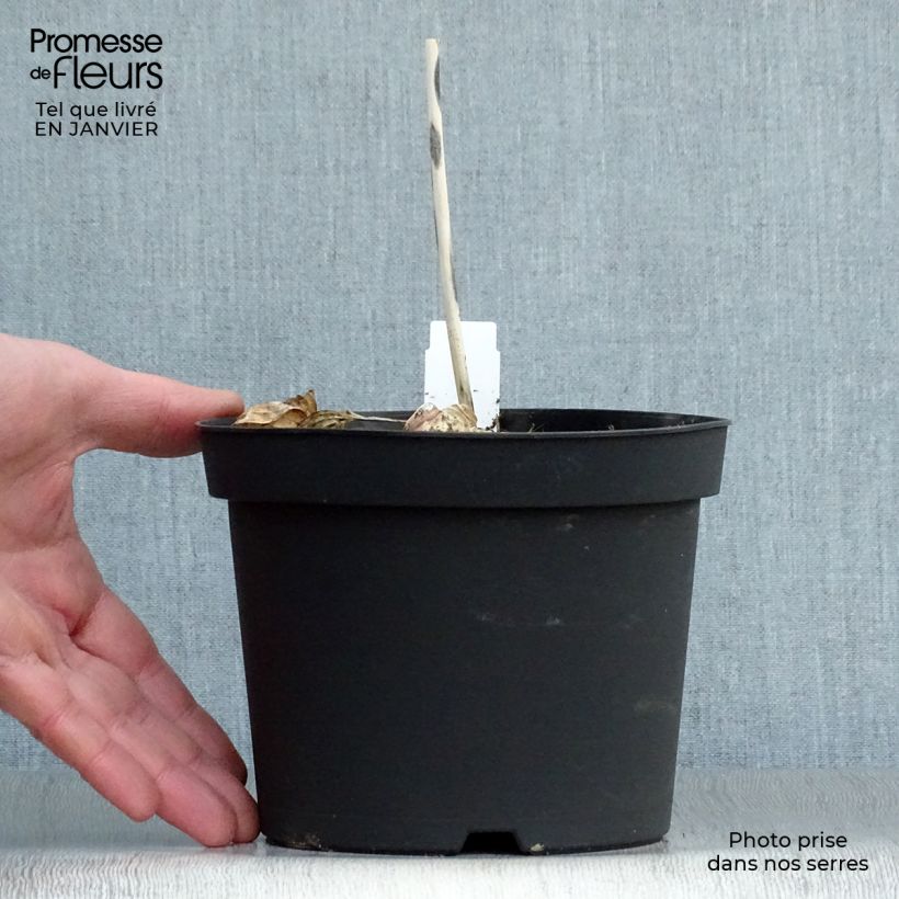 Hosta sieboldiana Frances Williams 2L/3L pot sample as delivered in winter