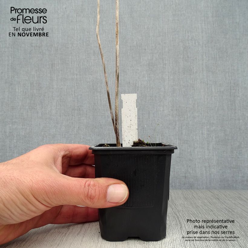 Hosta sieboldiana  8/9 cm pot sample as delivered in autumn