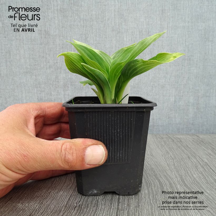Hosta sieboldiana  8/9 cm pot sample as delivered in spring
