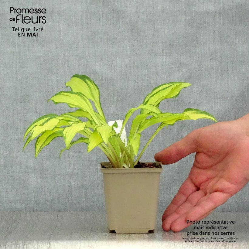 Hosta sieboldii Kabitan 8/9 cm pot sample as delivered in spring